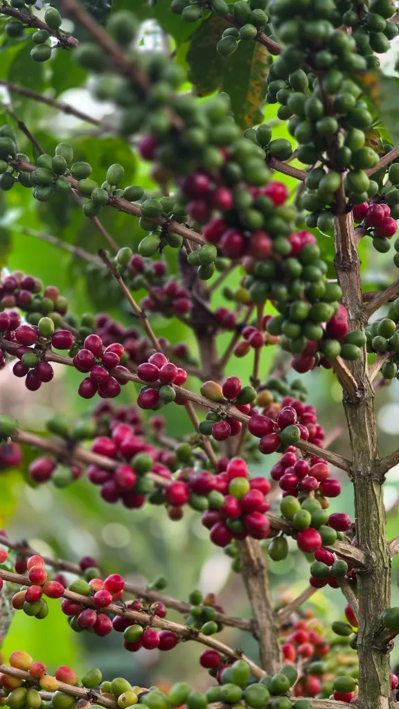 Cosecha de cerezas rojas