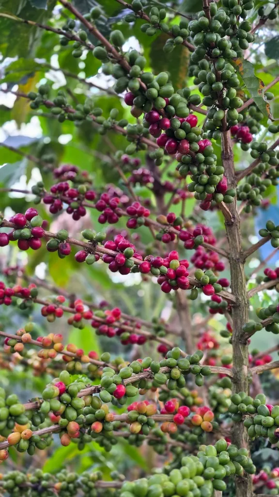 Café de Especialidad Colombiano Terroir